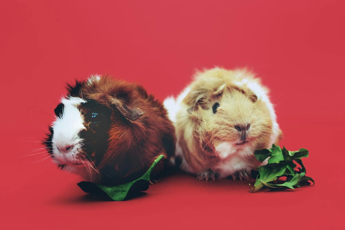 Why Muslims Don’t Eat Pork: Faith, Culture, and Health