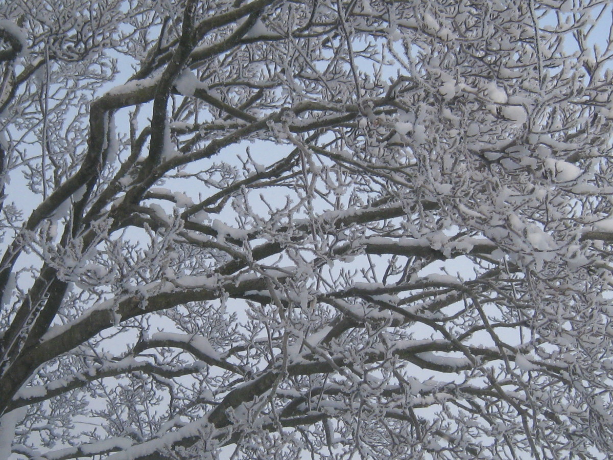 Snowflakes: What Are They, Really? What is Snow?