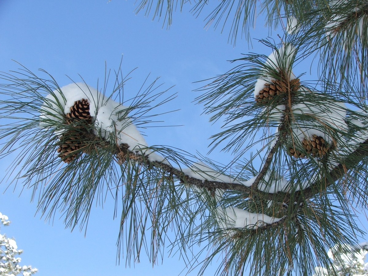 Pinecone Christmas