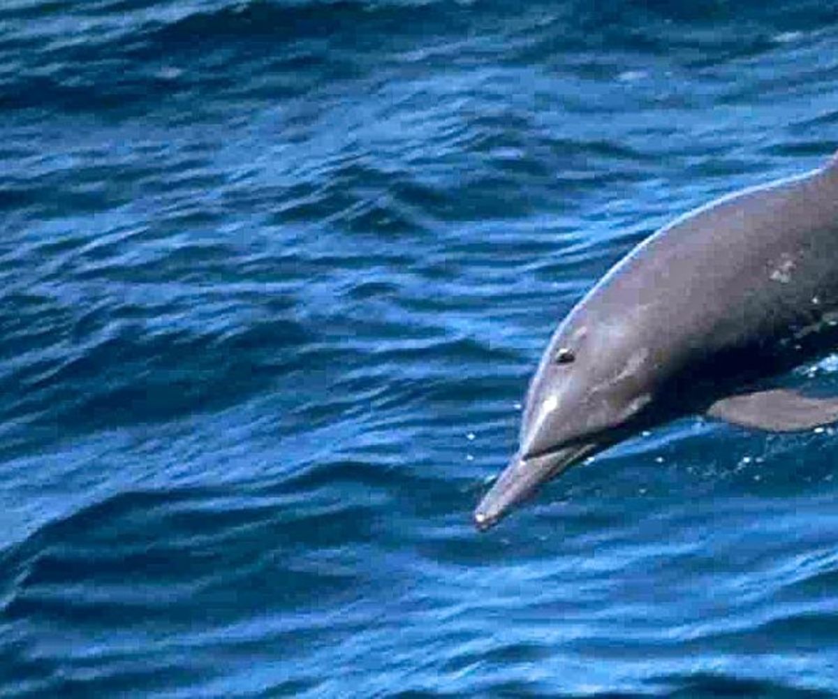 Human Encounters With Dolphins in the Bahamas