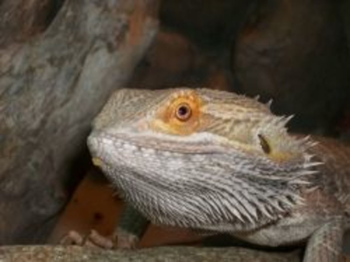 Life of a Bearded Dragon