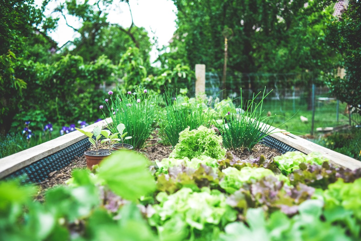 Cultivating Nature: A Guide to Organic Gardening