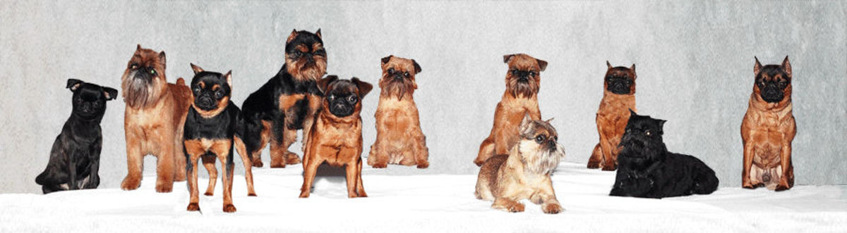 Brussels Griffons - Small Dogs With Big Personalities