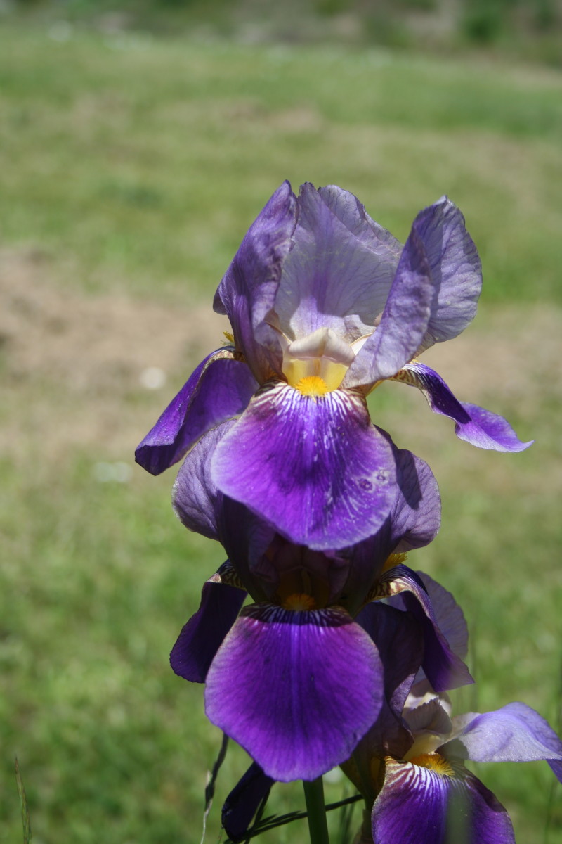 My Iris Photograph Comes Full Circle