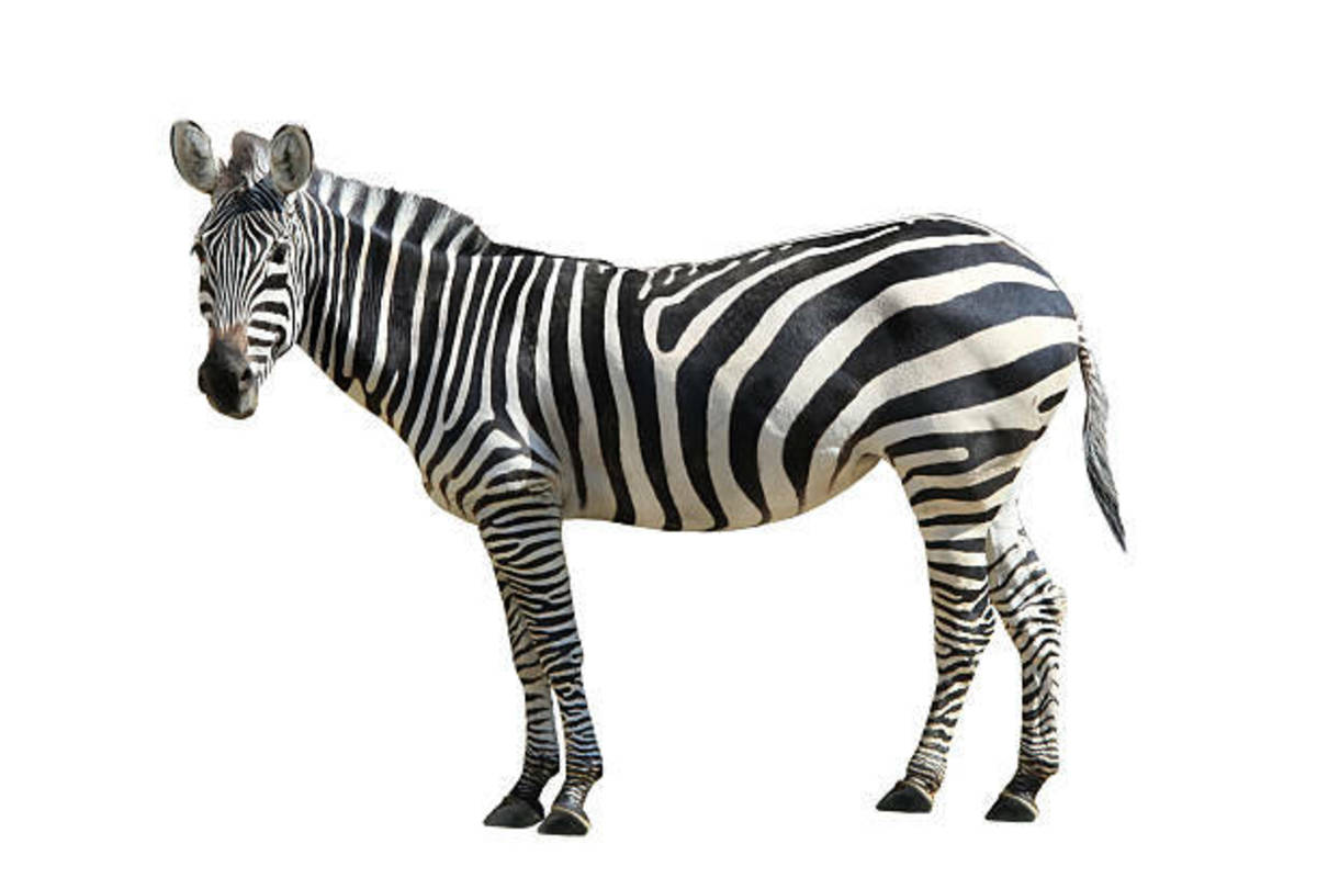 Zebra Stripes Are Unique