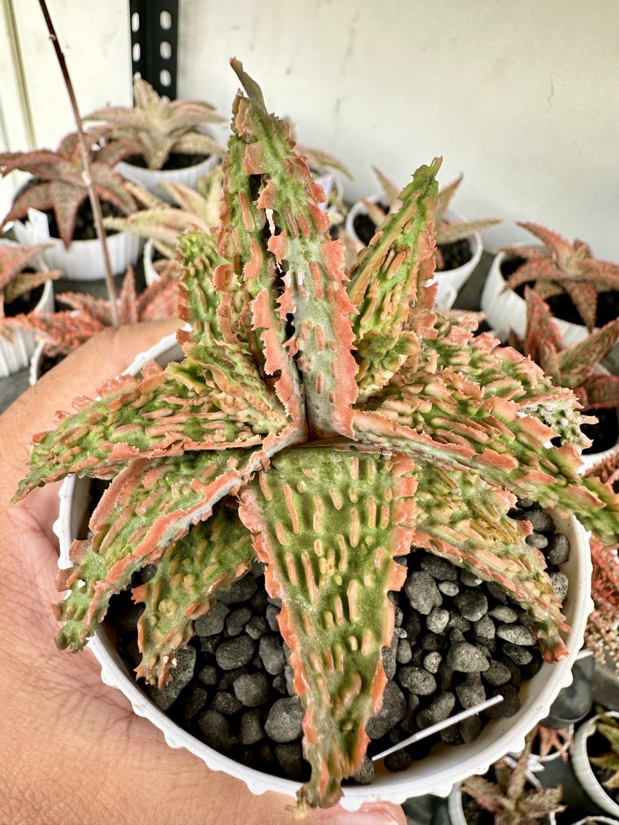 Aloe Hybrid Plant Care in the Tropics: An All-Inclusive Handbook
