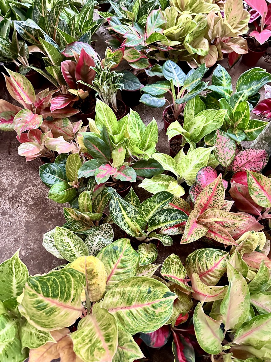 The Beautiful Aglaonema: A Manual for Maintenance in the Tropics - HubPages