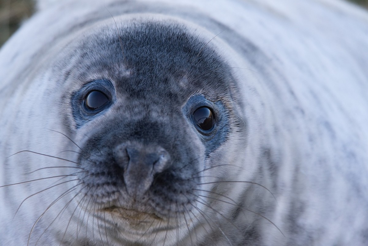 Blubber Butchers and Murderous Monkeys: 8 Secretly Cannibal Animals