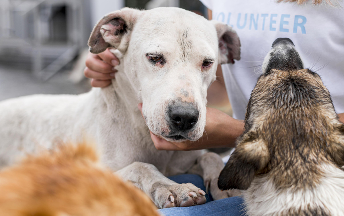 Golden Years, Golden Hearts: The Beauty of Adopting Senior Pets