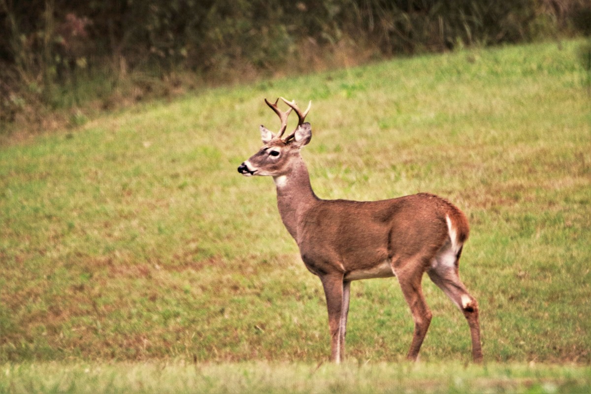 White-Tailed Deer - Facts and Information