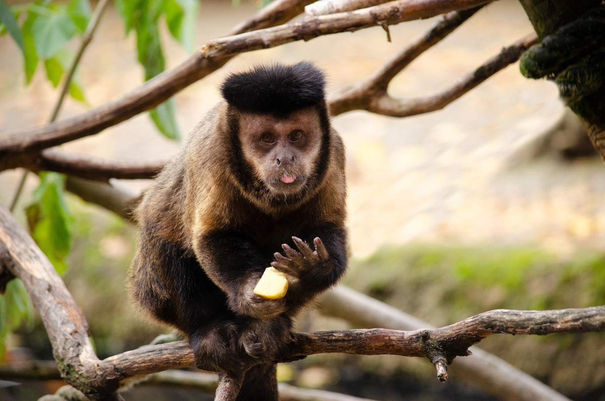 Chimp Wars and Penguin Prostitutes: 5 Odd Ways Animal Groups Behave
