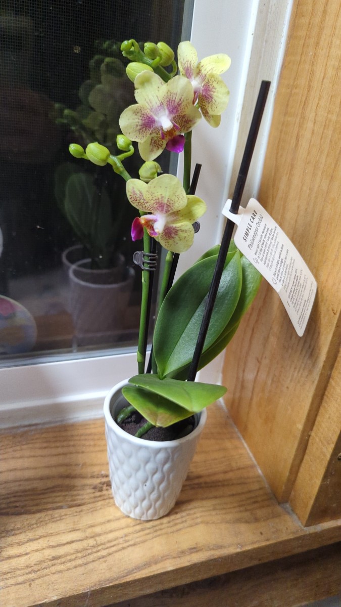 Moth Orchid or Phalaenopsis Orchid - a High Maintenance Plant