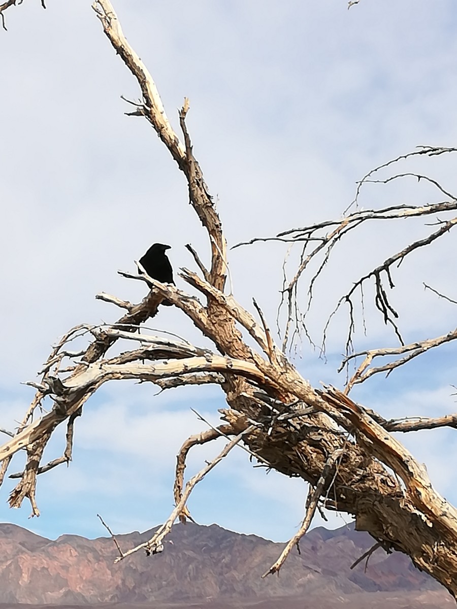 Nine Magical Experiences in Death Valley National Park