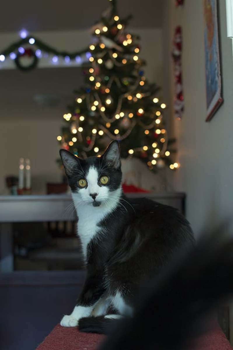 Even cats can be subjects of photobombing Even cats can be subjects of photobombing