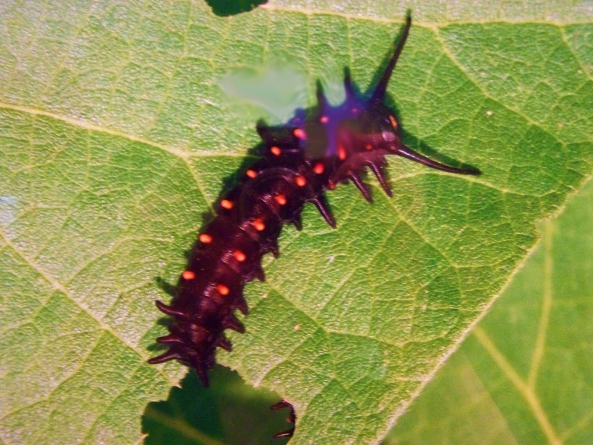 The Butterfly Cycle of Life in Photos - HubPages