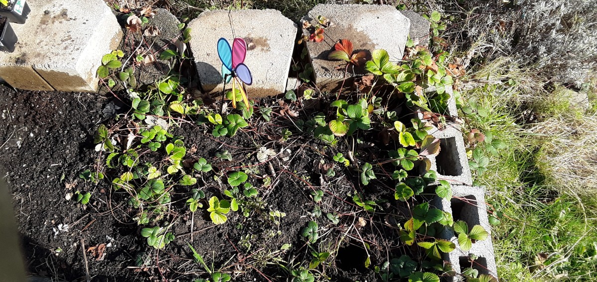 Some Tips on Gardening in Washington (Zone 8B)