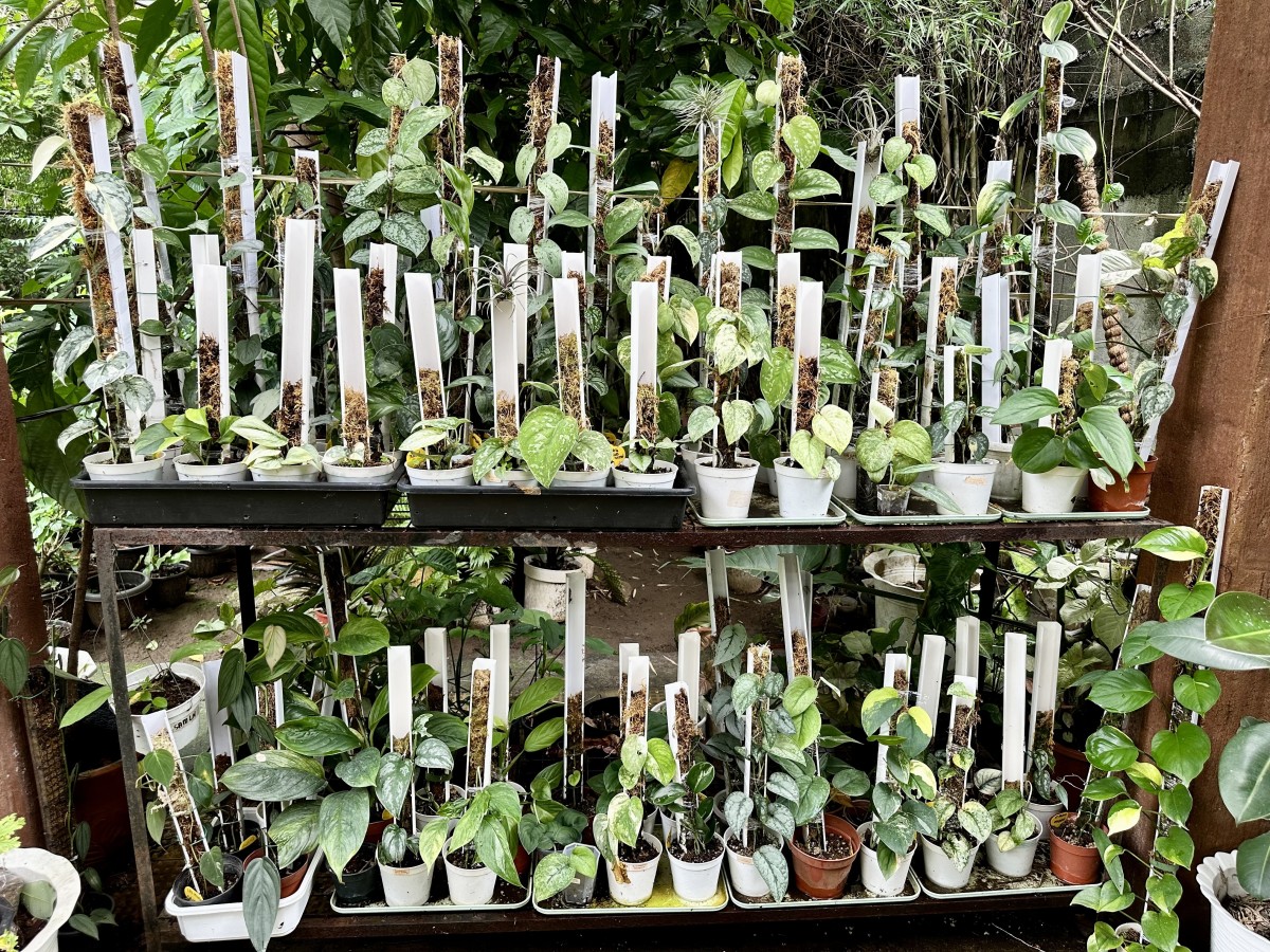 Your Guide to Scindapsus Plant Care: Get More Vibrant Foliage