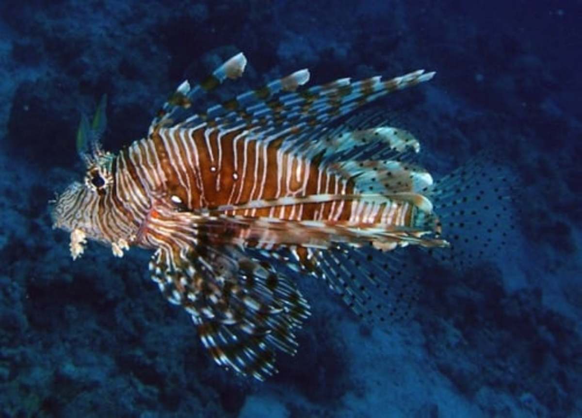 How to Manage an Aggressive Fish