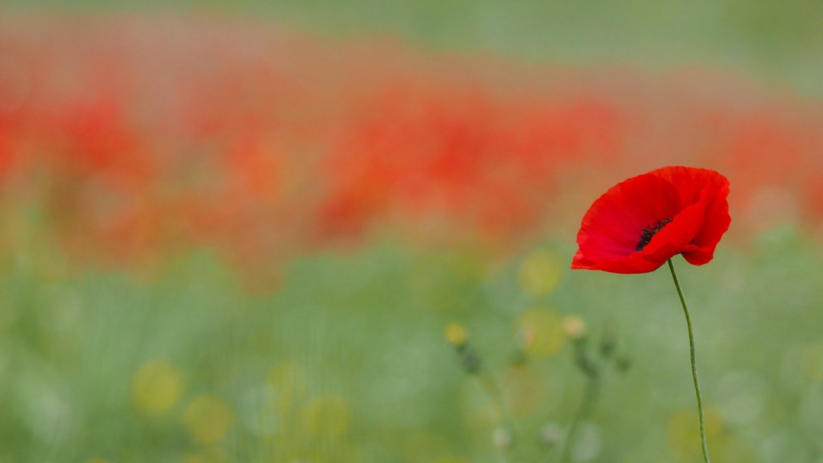 The Healing Properties of Poppy