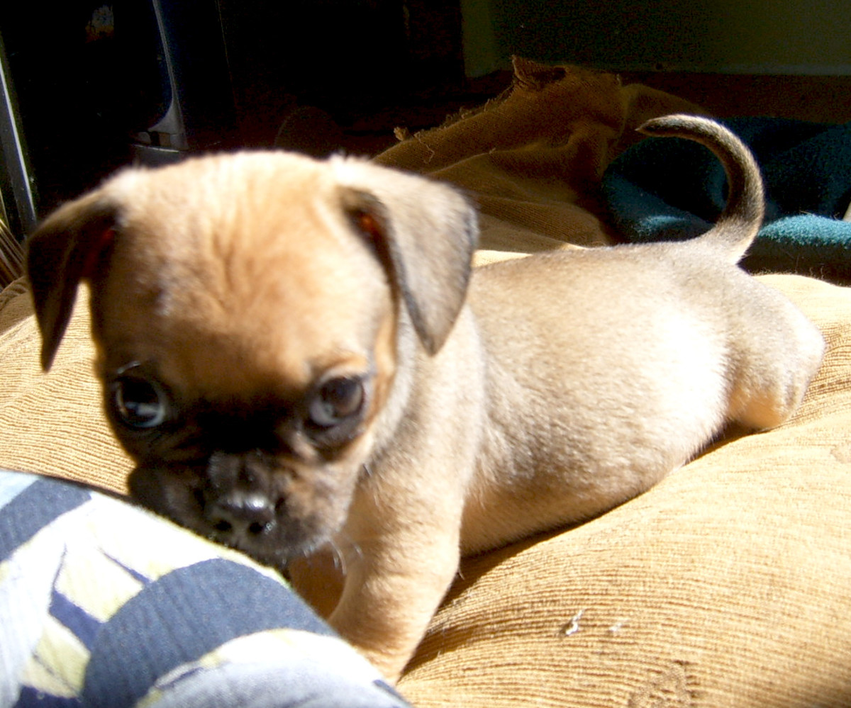 Pug 'Gets Away With Everything' Thanks to His Adorable Face, image size:1200x999