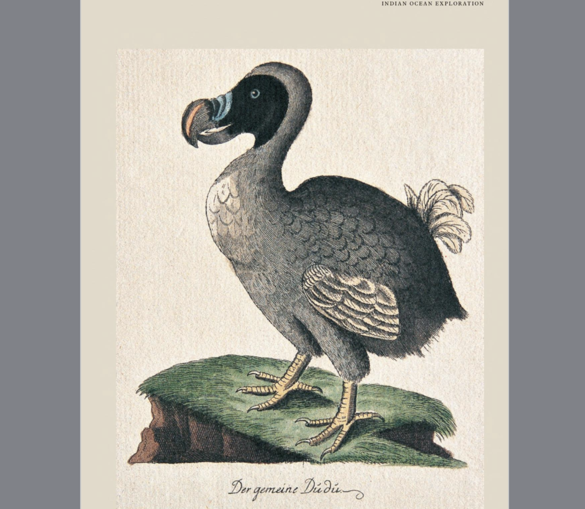 Will Dodos Be Back? Revisiting the Extinction of Dodos and Its Connection to the Spice Trade