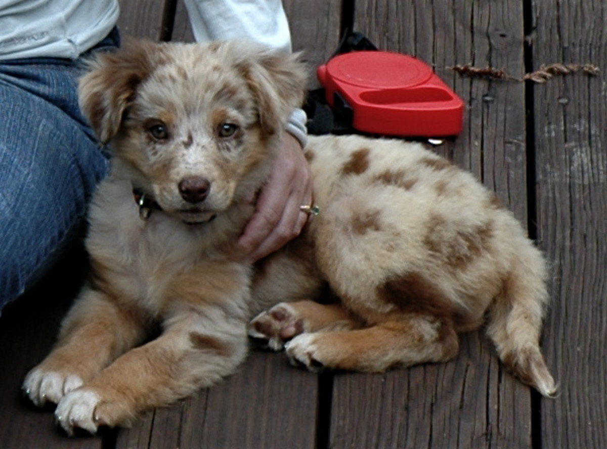 Teach These First! Basic Dog Training Commands with Videos