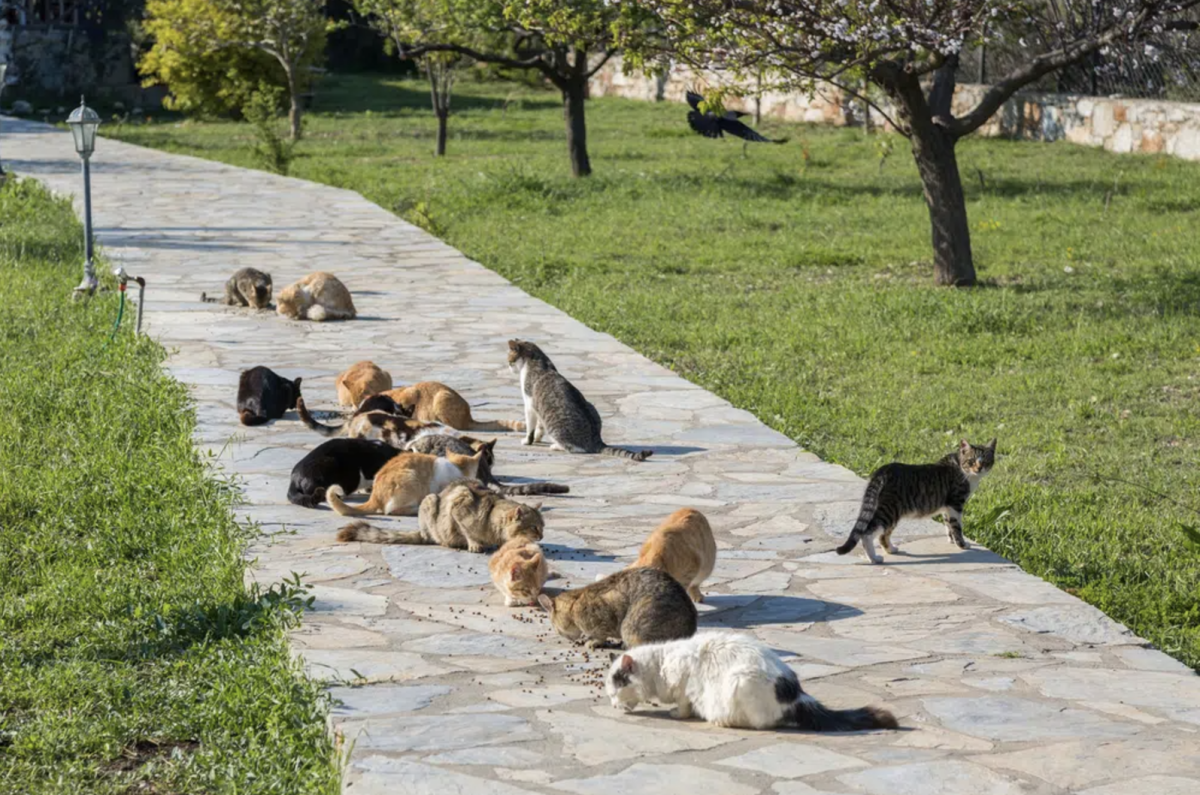 The Cat Paradises on Earth: Istanbul and Aoshima