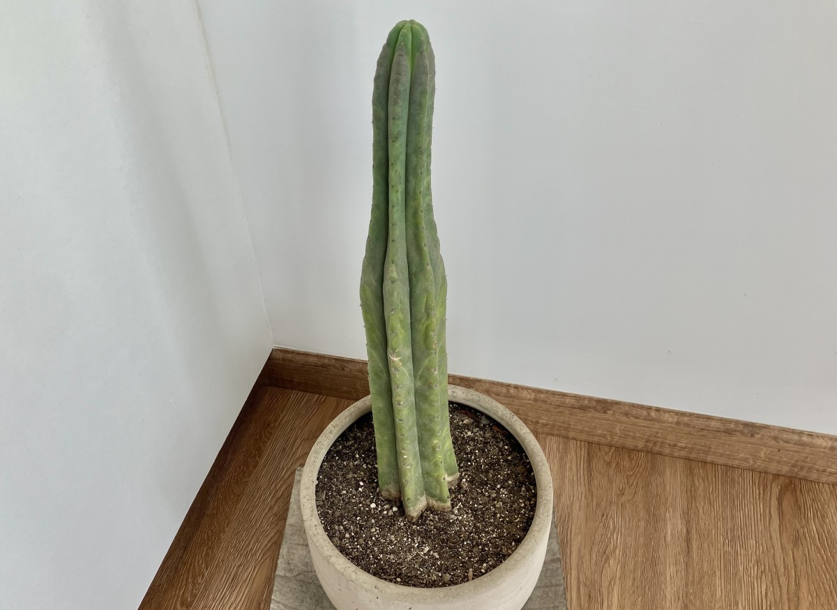 Where Can You Grow San Pedro Cactus? - HubPages