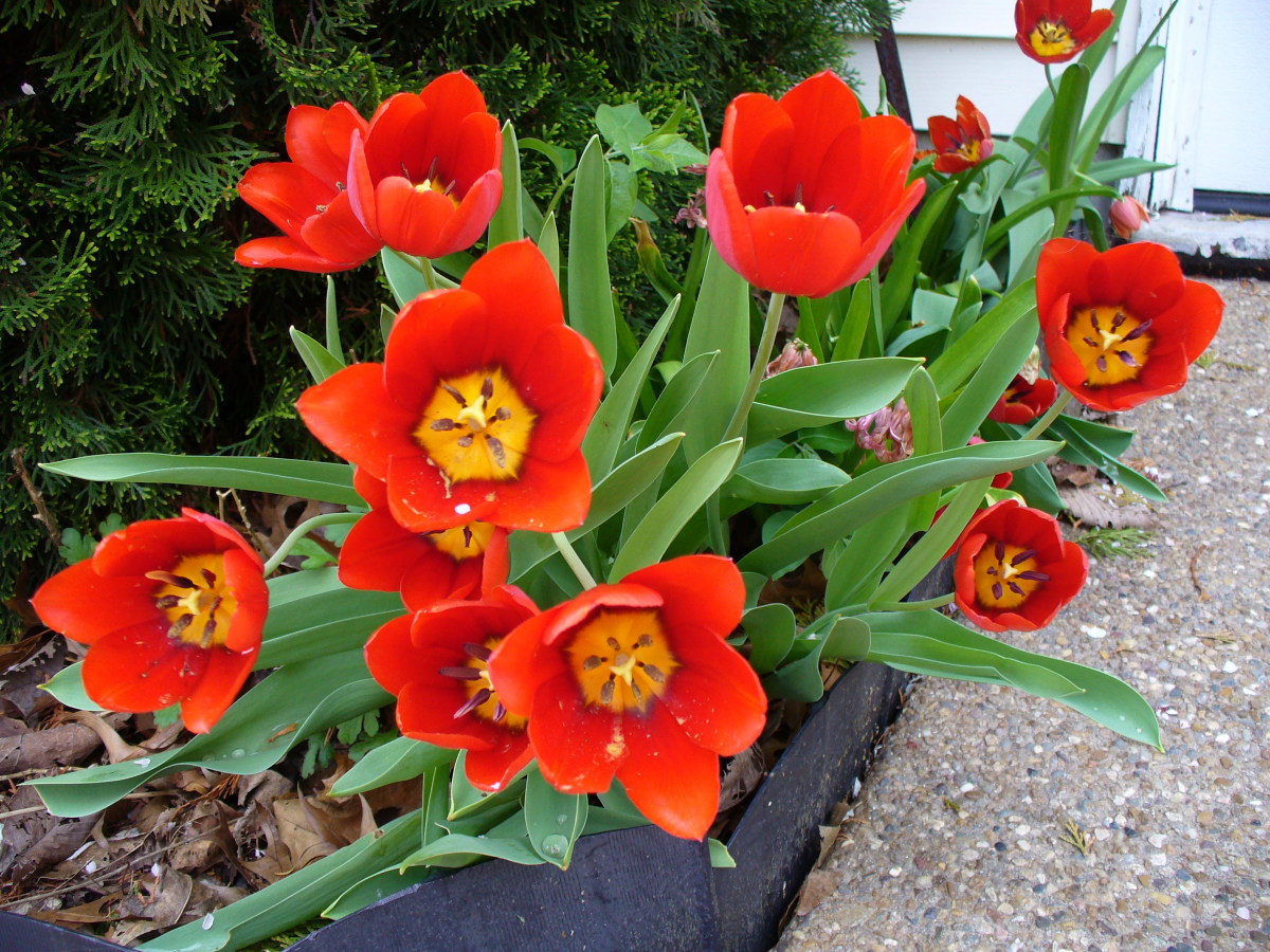 Bright Red and Yellow Tulips, also from my back yard. Bright Red and Yellow Tulips, also from my back yard.