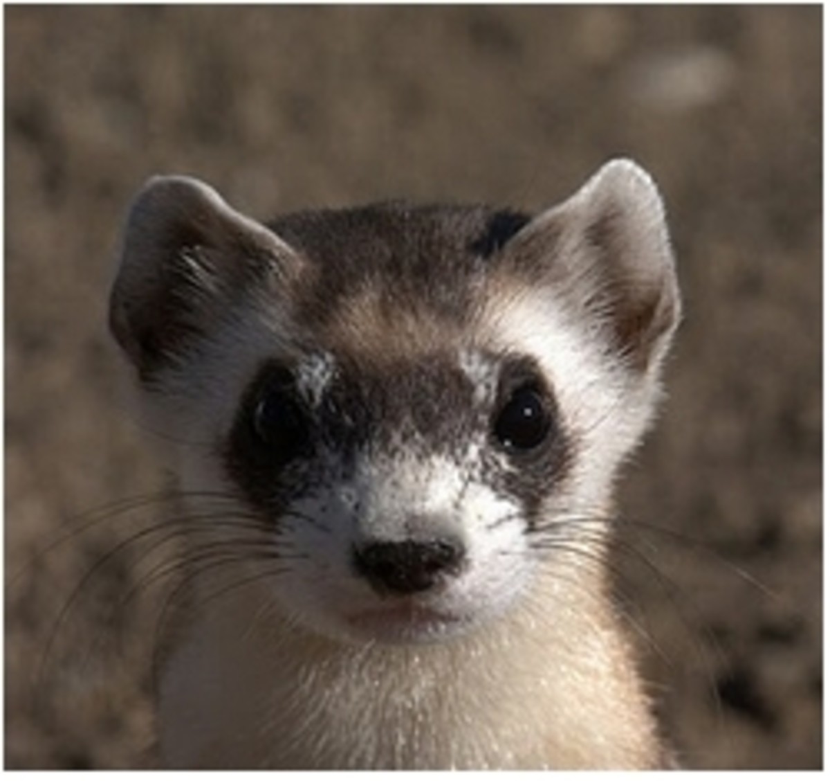 Having Ferret Problems ?  We May Have Your Solutions