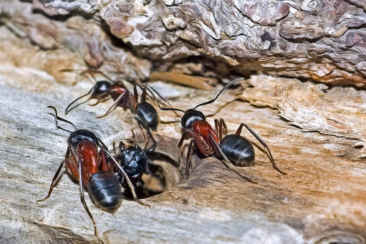 Ants That Perform Surgical Amputations and Spiders That Play Dead to Lure a Mate: 3 Weird Ways Arthropods Behave