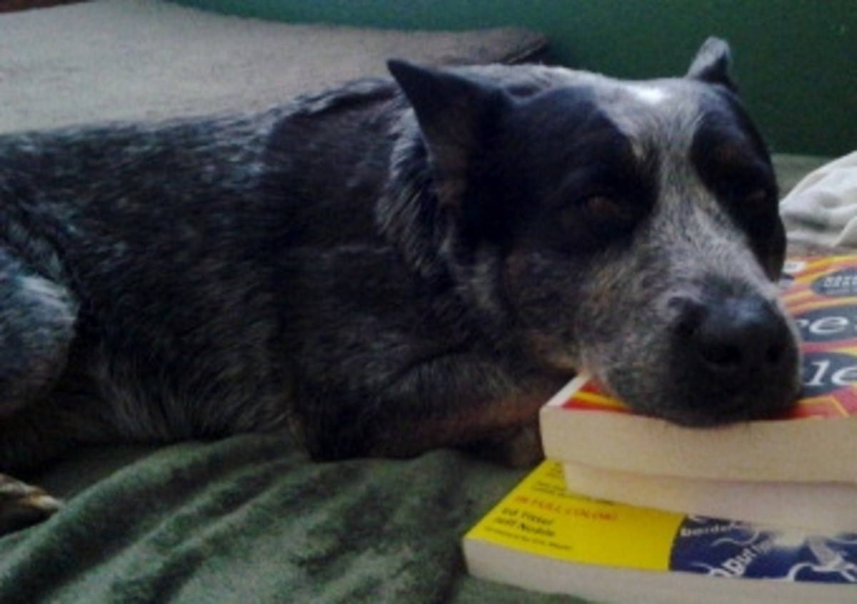 What to do When Your Dog Gets Bored