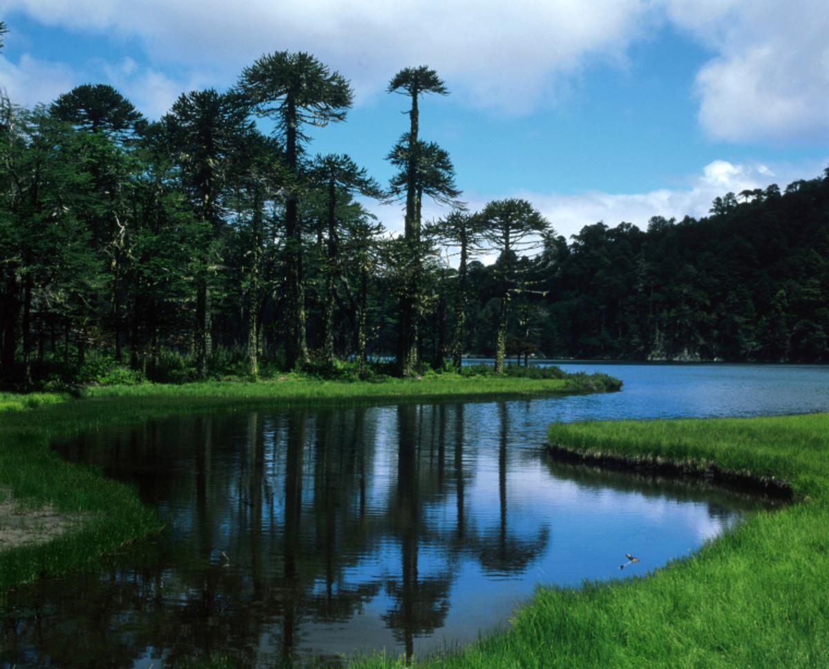 Huerquehue National Park - Chilean Lakes Patagonia