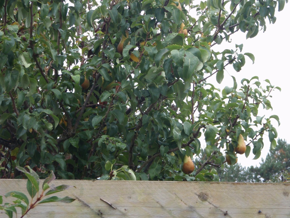 Ginger-Pear Chutney