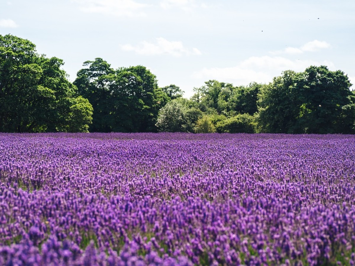 Lavender oil is often used in products that are reported to fade scars. Lavender oil is often used in products that are reported to fade scars.
