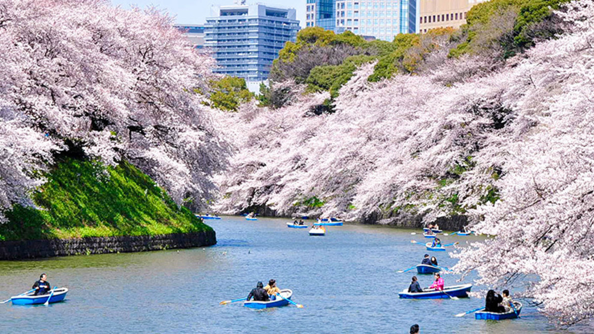 Is It Worth Visiting the Cherry Blossom Season in Japan?