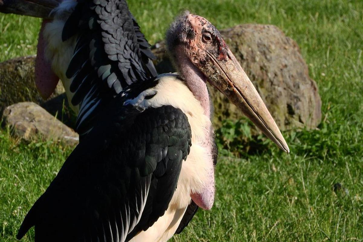 The Stinking Hoatzin and the Slamming Seriema: 6 Really Weird Birds