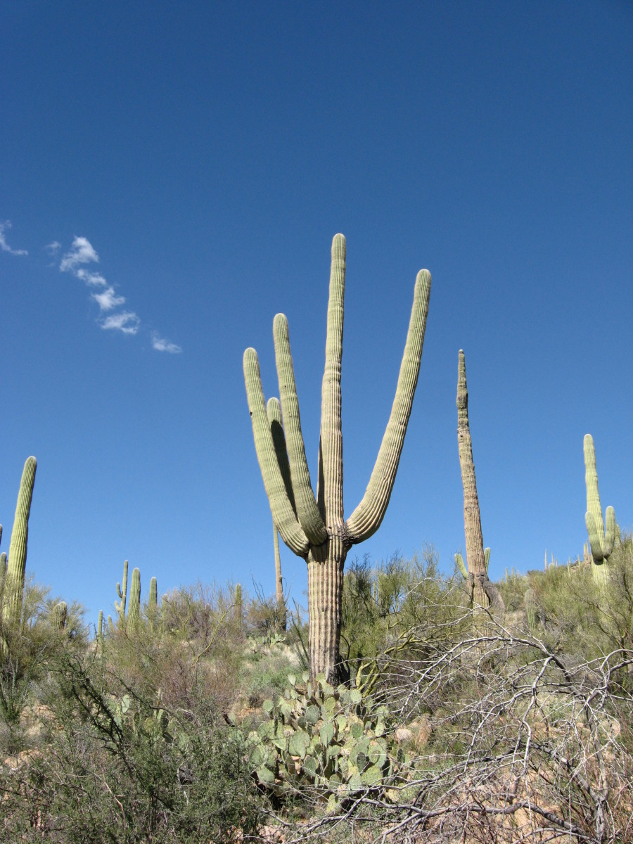 The Majestic Saguaro Cactus
