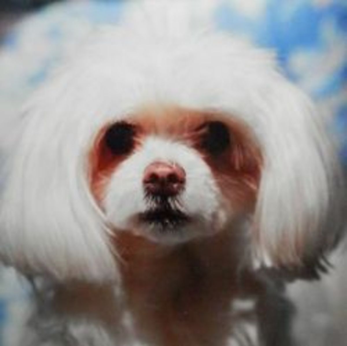 Maltese Dog - a Gift